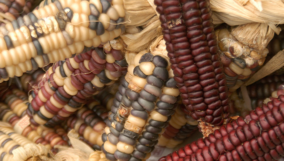 Corn